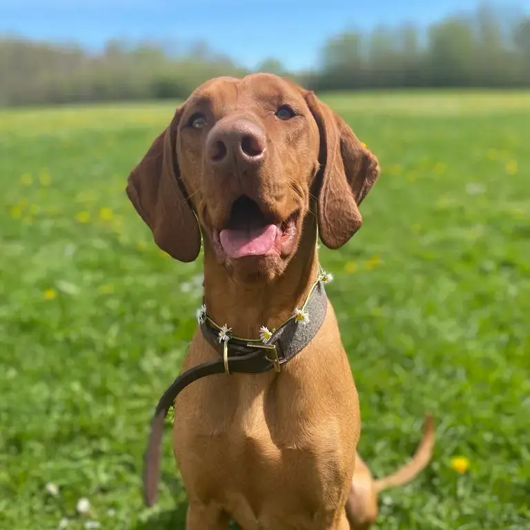 Hungarian Vizsla