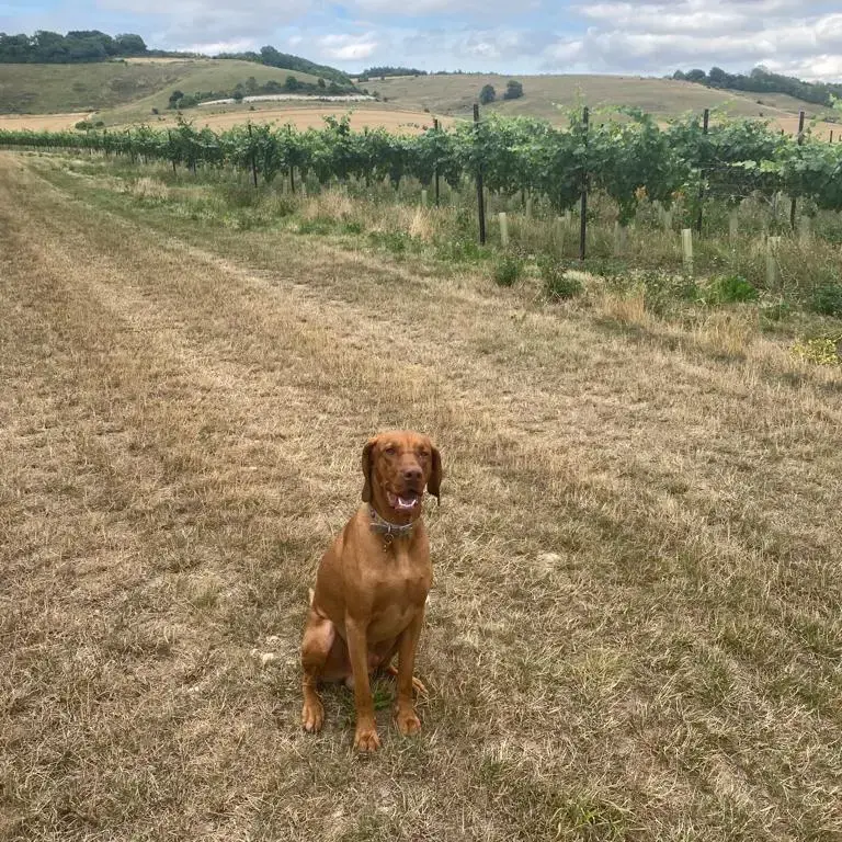 Hungarian Vizsla