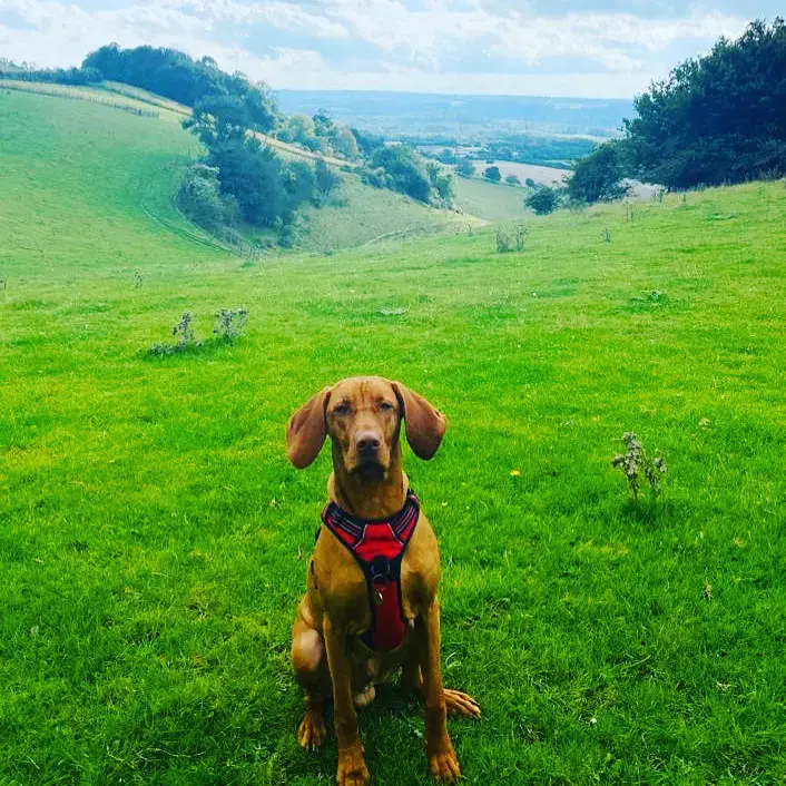 Hungarian Vizsla