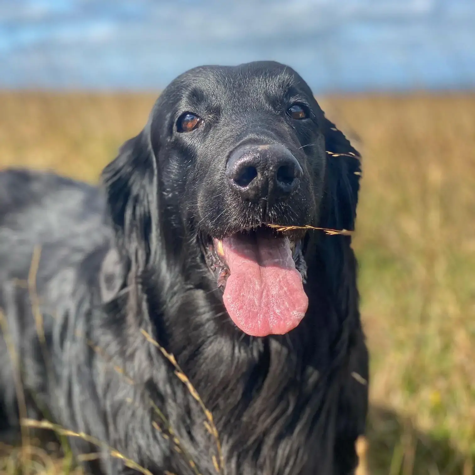 Flatcoated Retriever