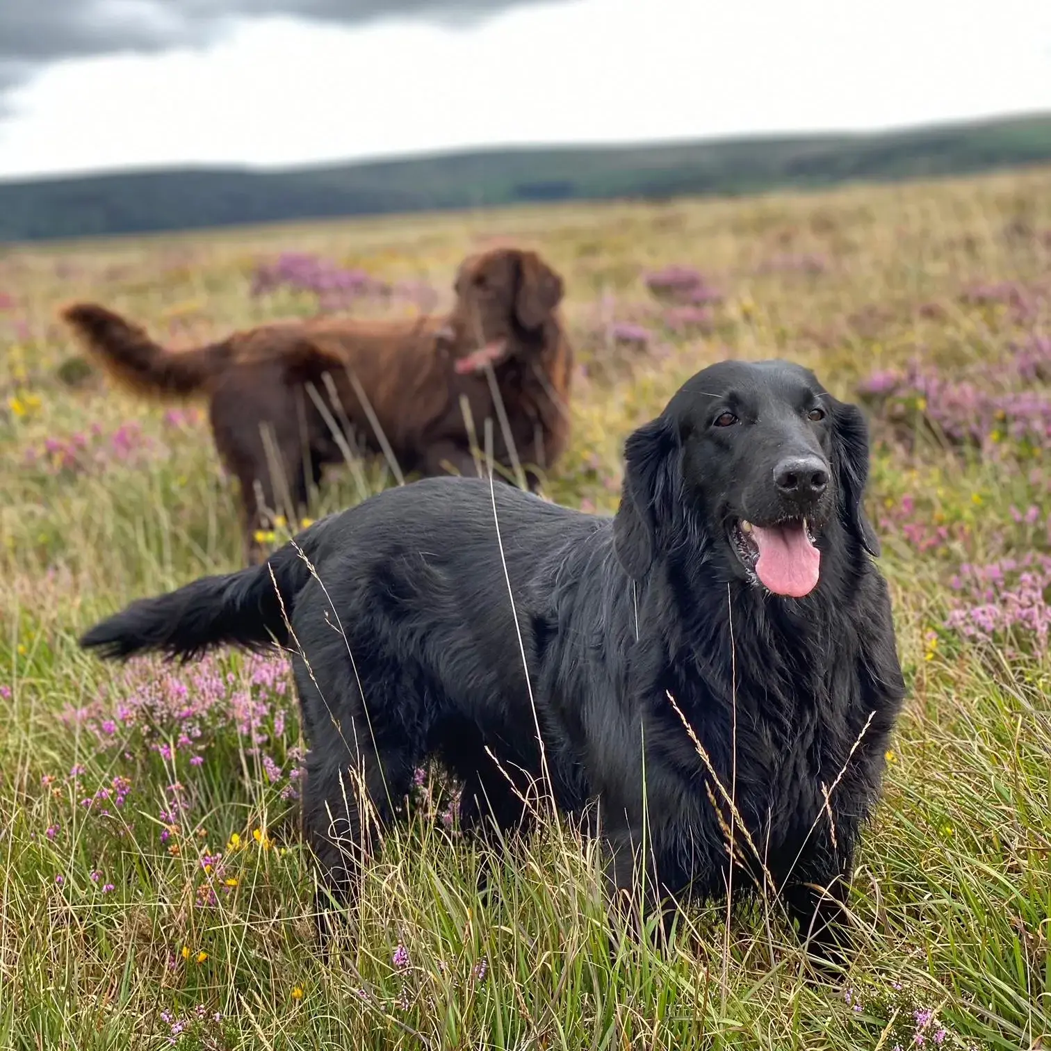 Flatcoated Retriever