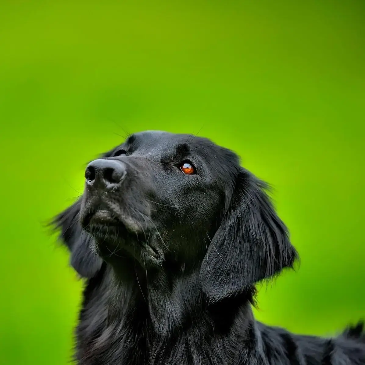 Flatcoated Retriever