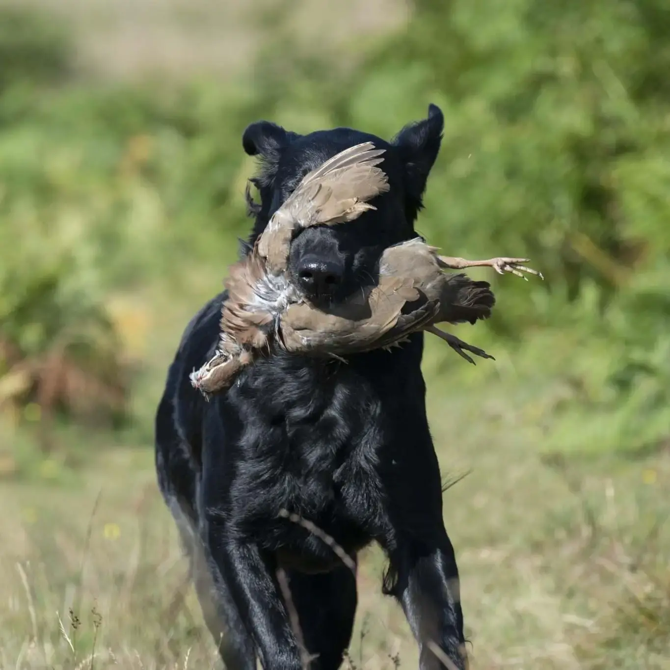 Flatcoated Retriever