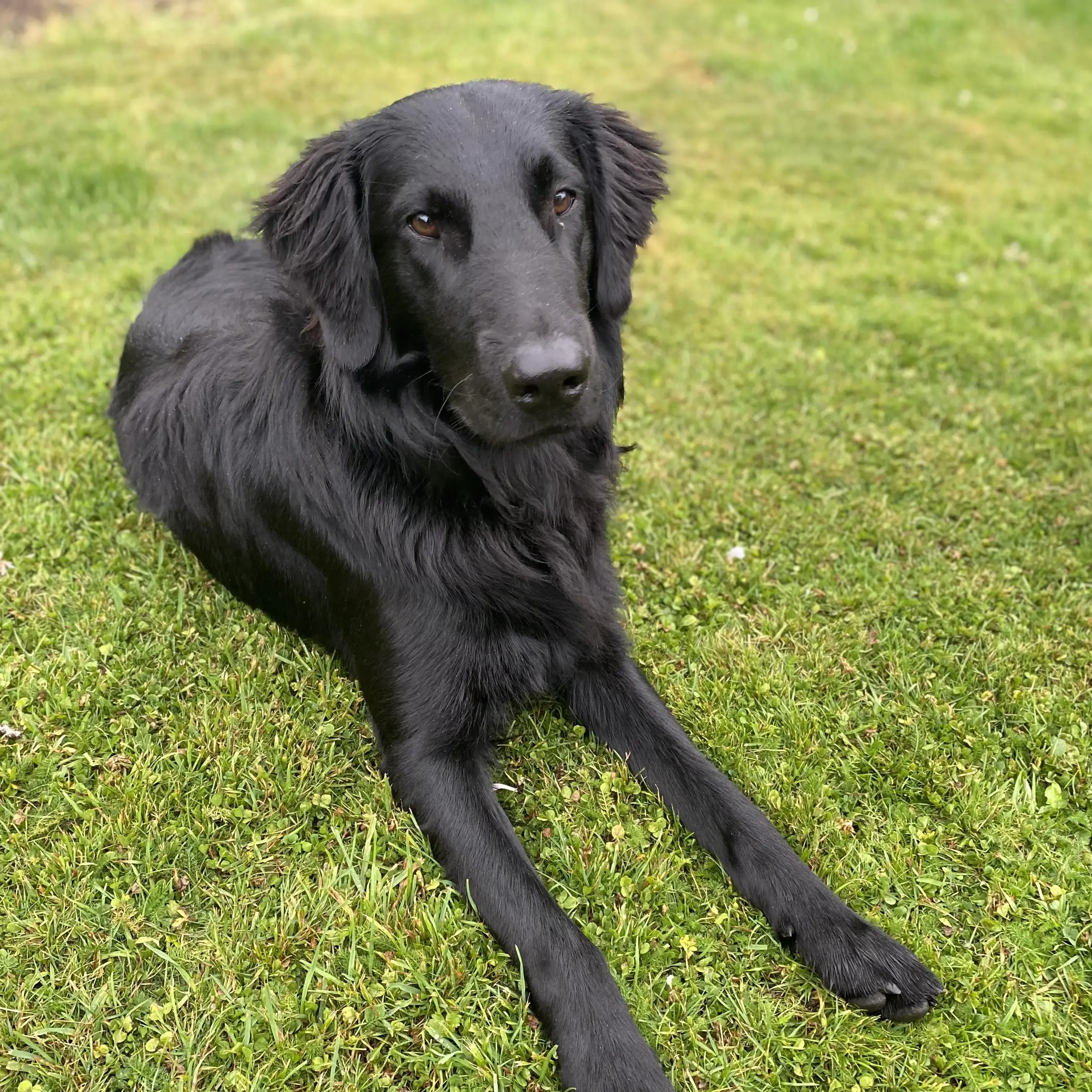 Flatcoated Retriever
