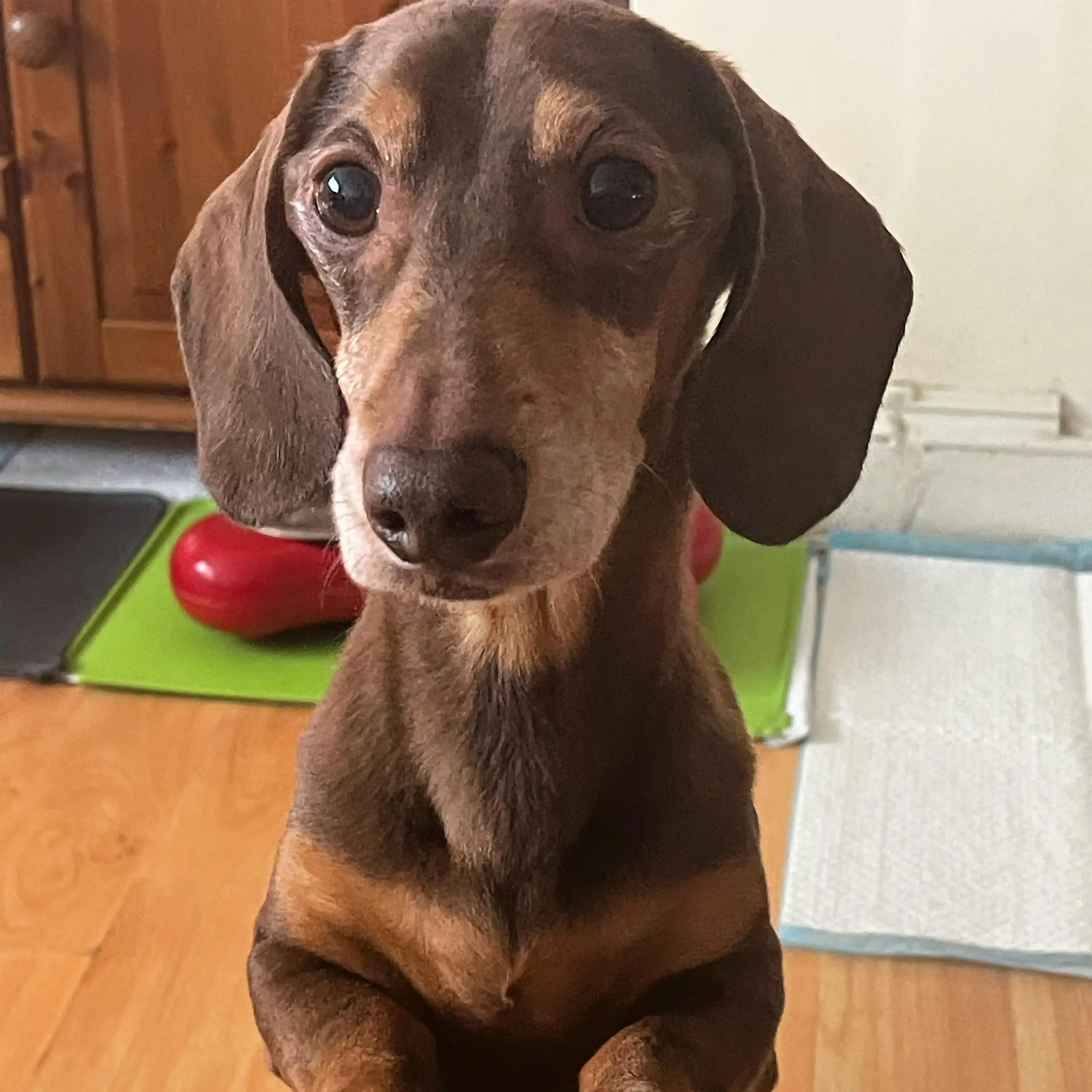 Dachshund (Miniature Smooth-Haired)