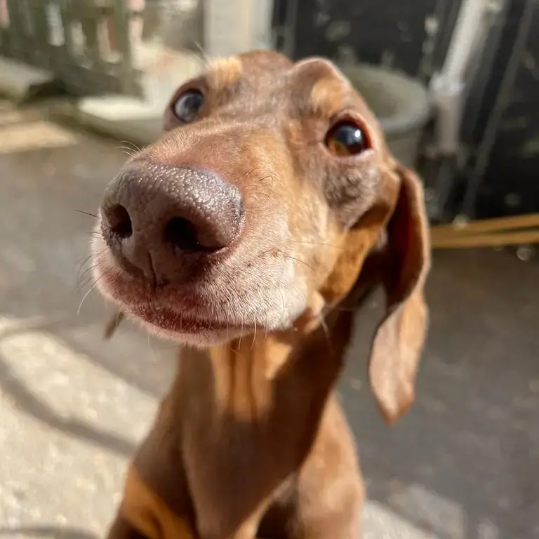 Dachshund (Miniature Smooth-Haired)
