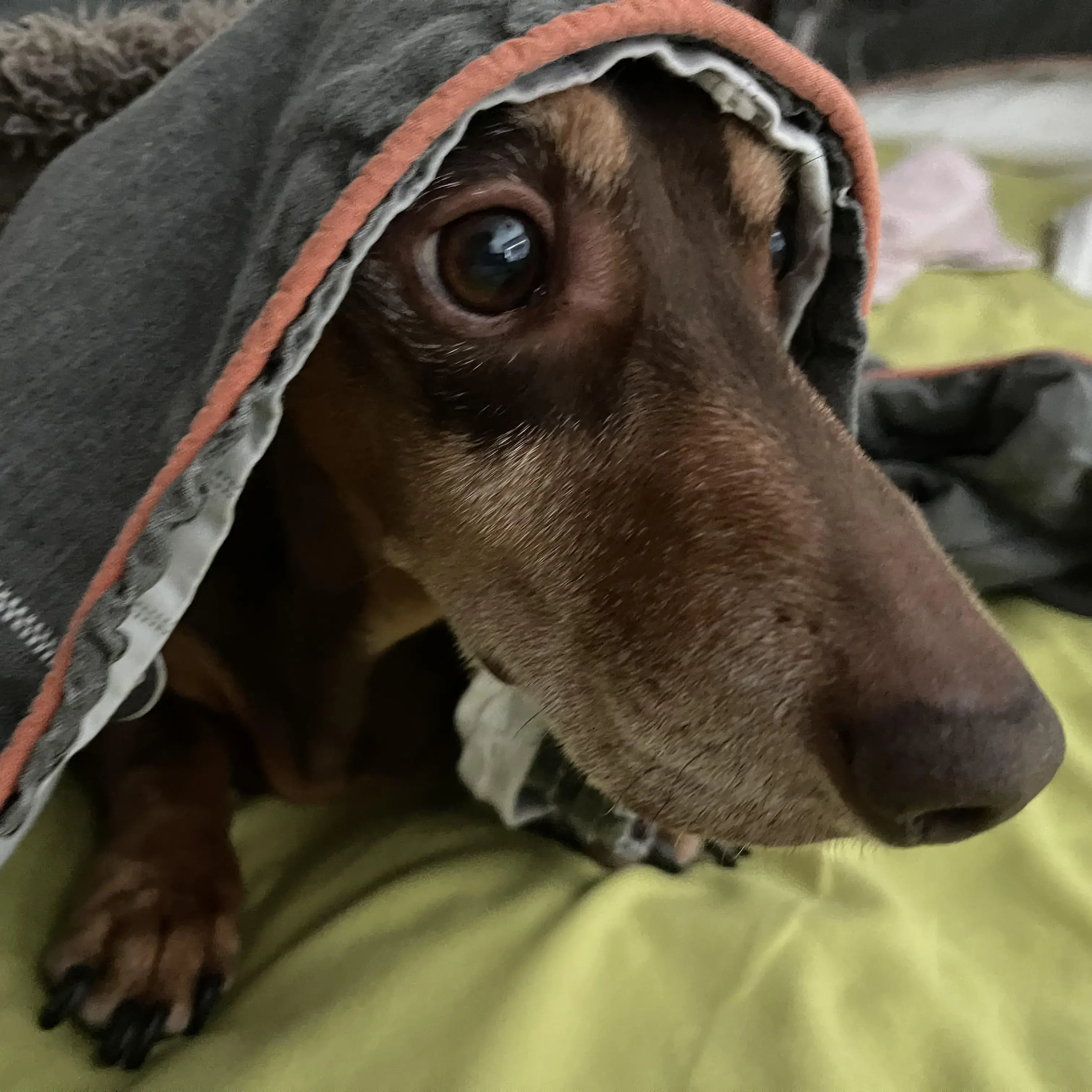 Dachshund (Miniature Smooth-Haired)