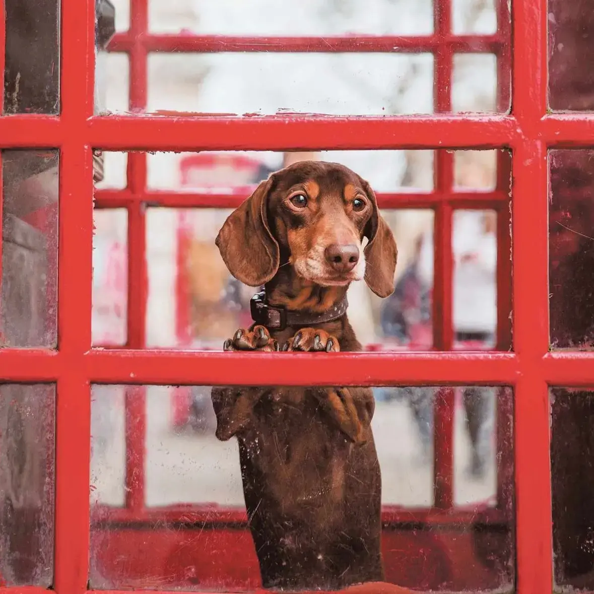 Dachshund (Miniature Smooth-Haired)