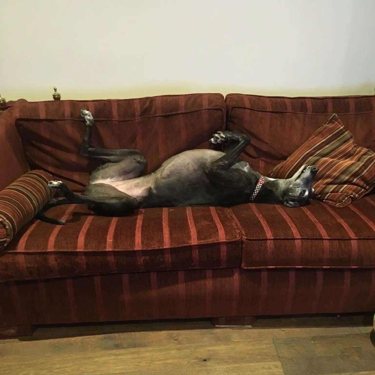 Greyhound