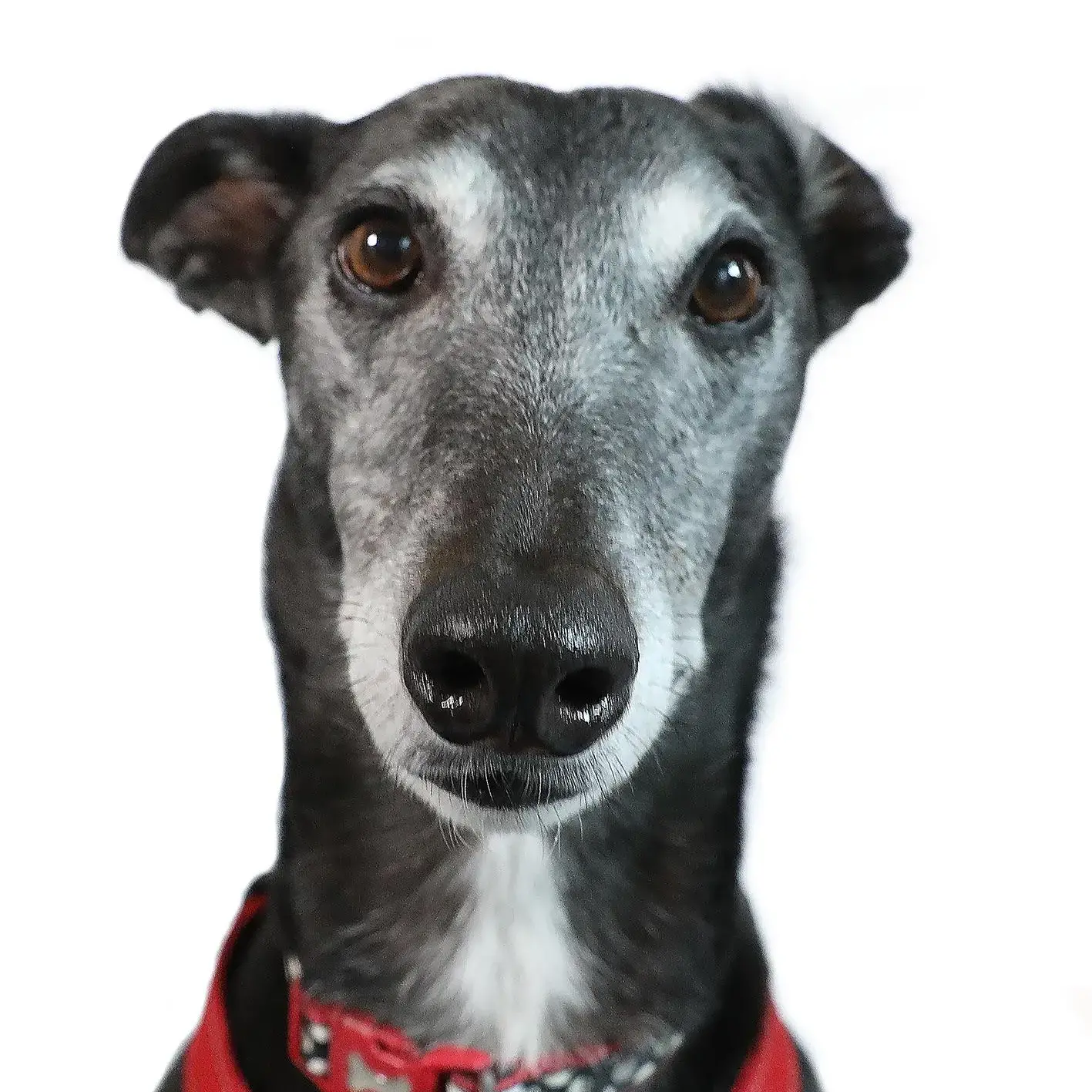 Greyhound