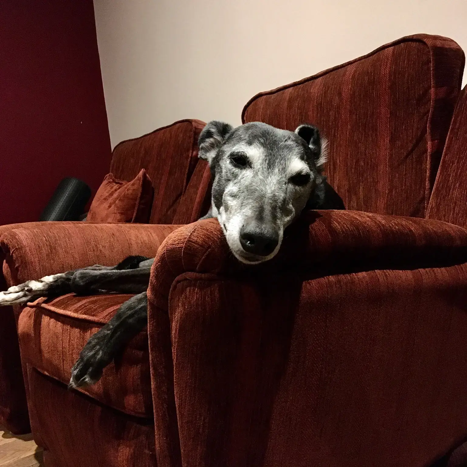Greyhound