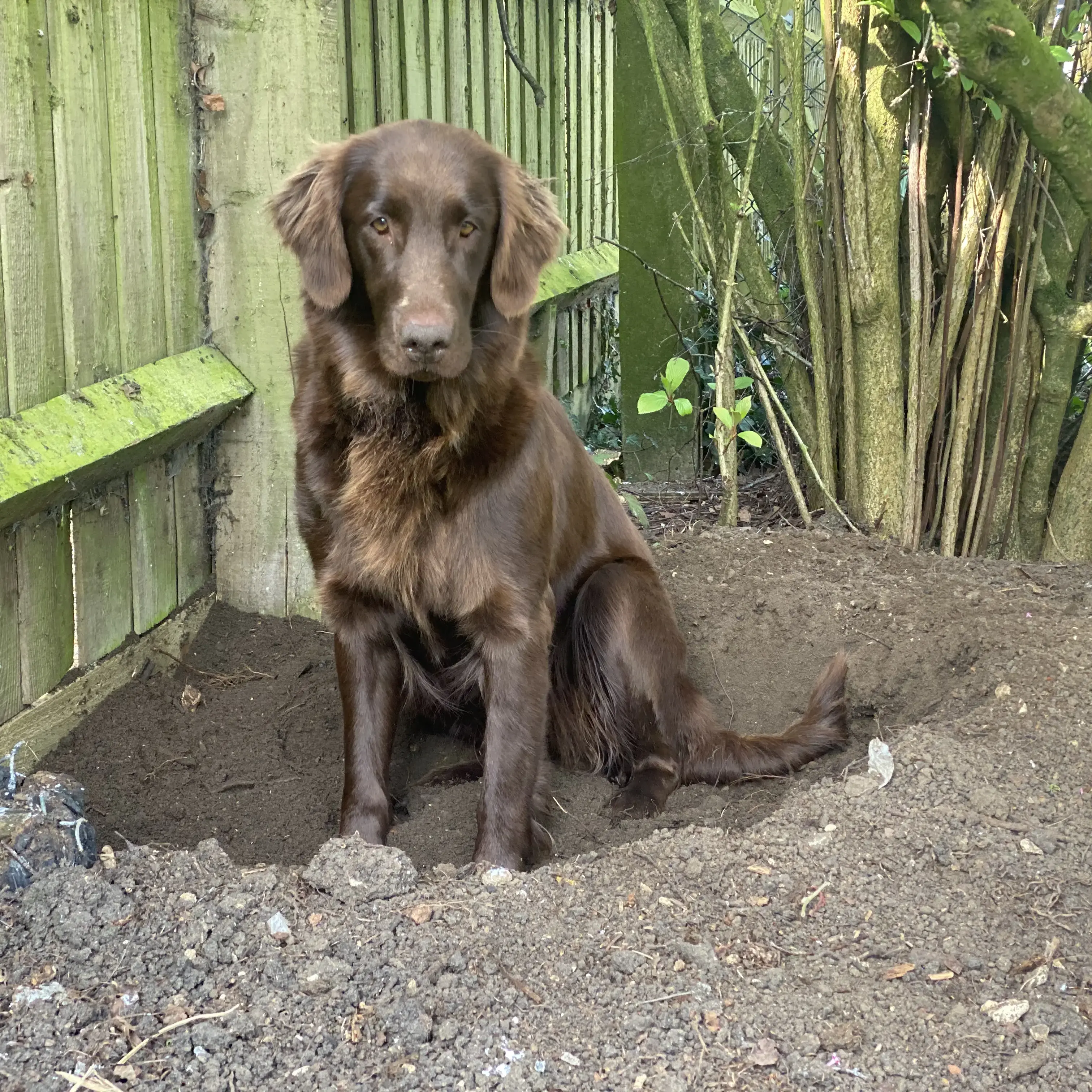 Flatcoated Retriever
