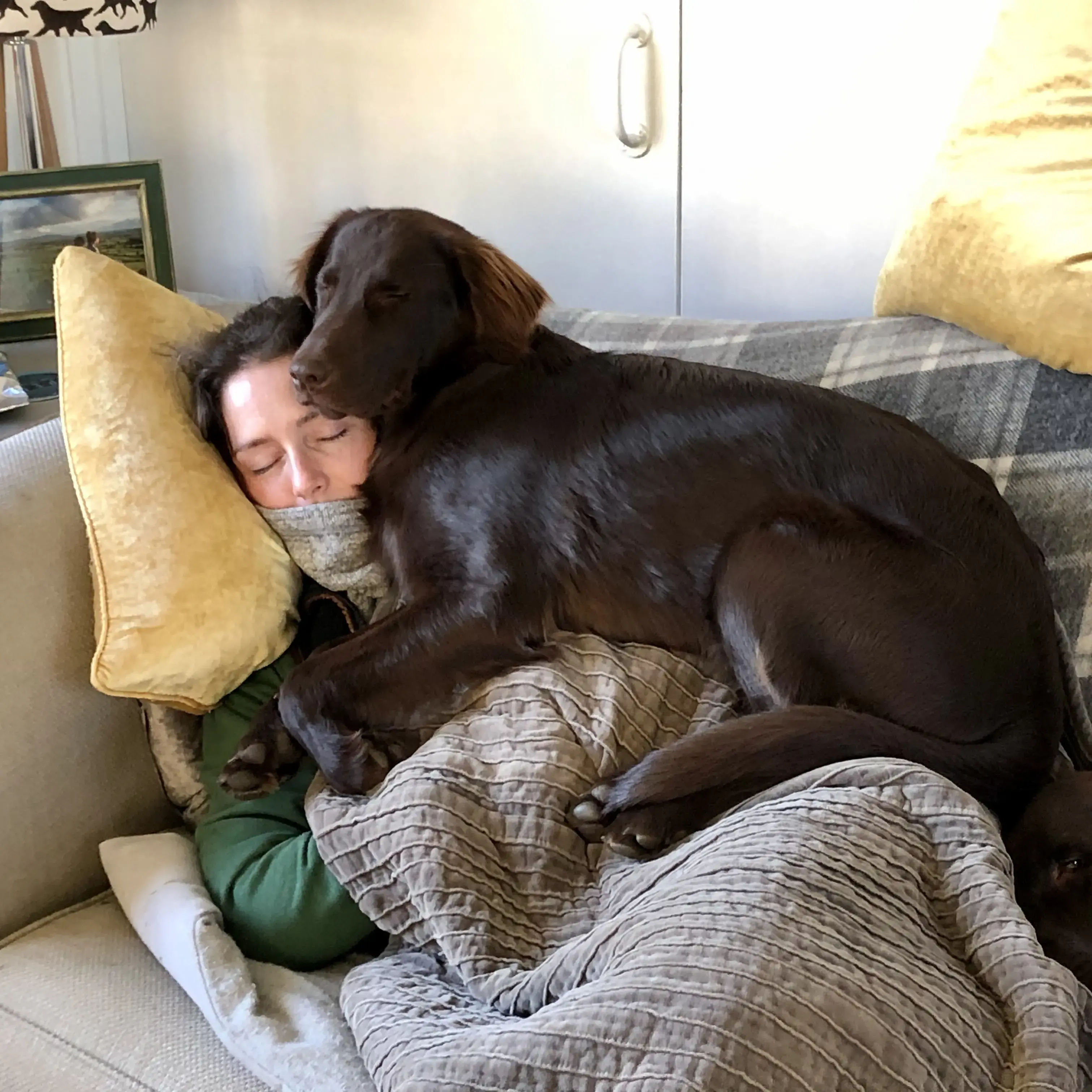 Flatcoated Retriever