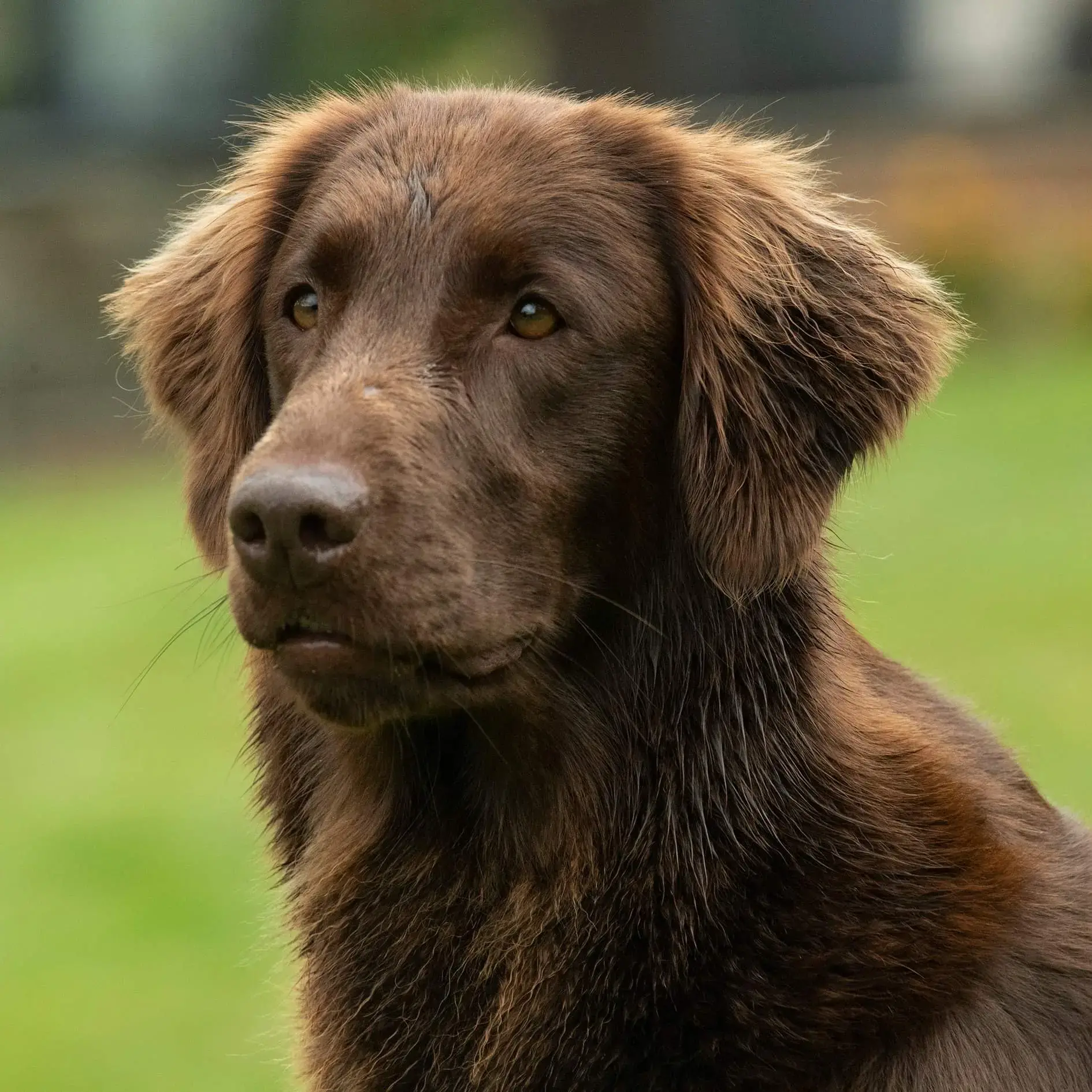 Flatcoated Retriever
