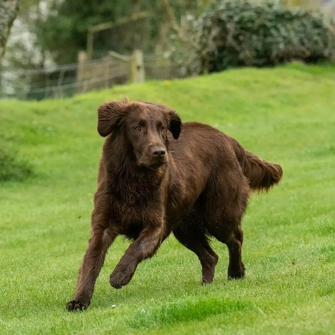 Flatcoated Retriever