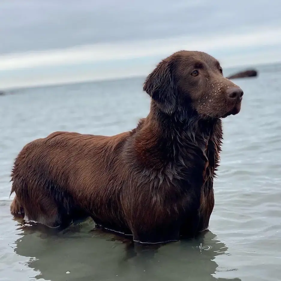 Flatcoated Retriever