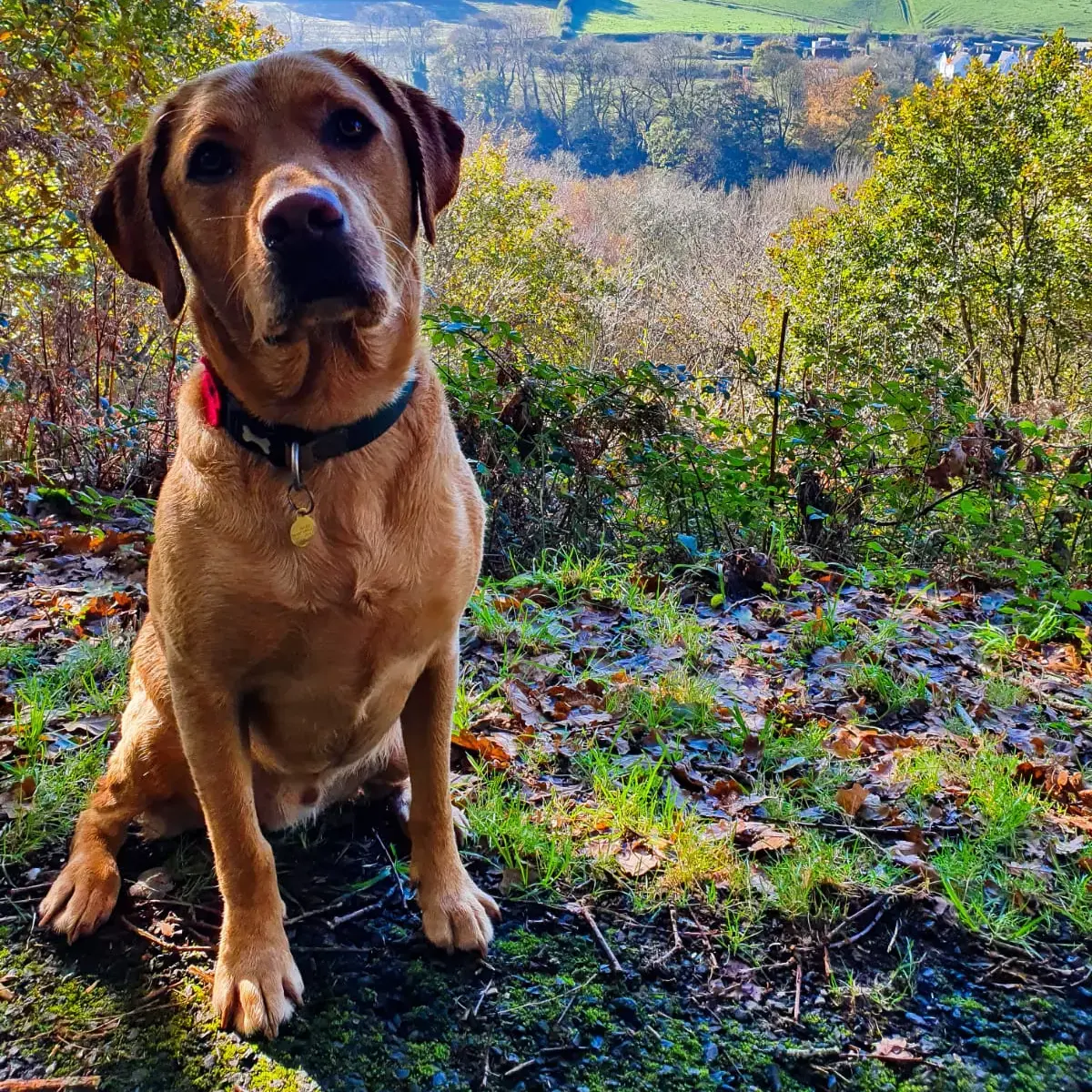 Labrador Retriever