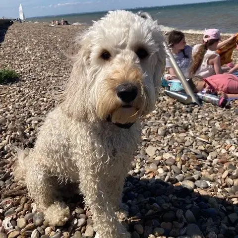 Cockapoo