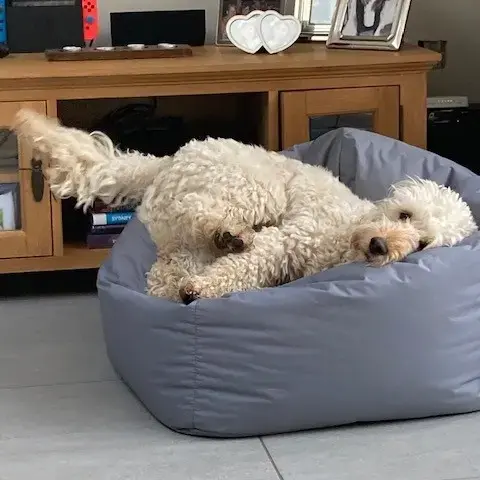 Cockapoo