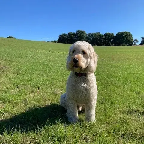 Cockapoo