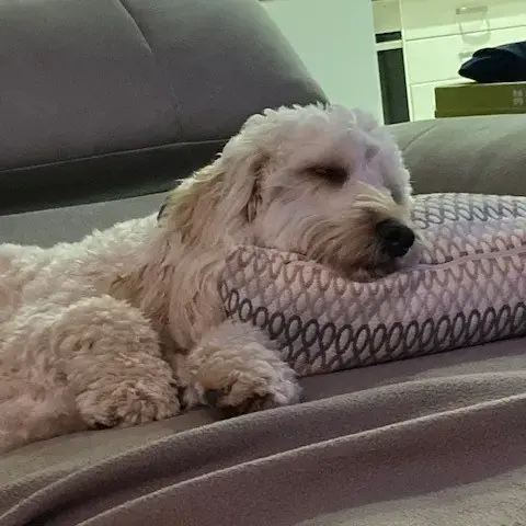 Cockapoo