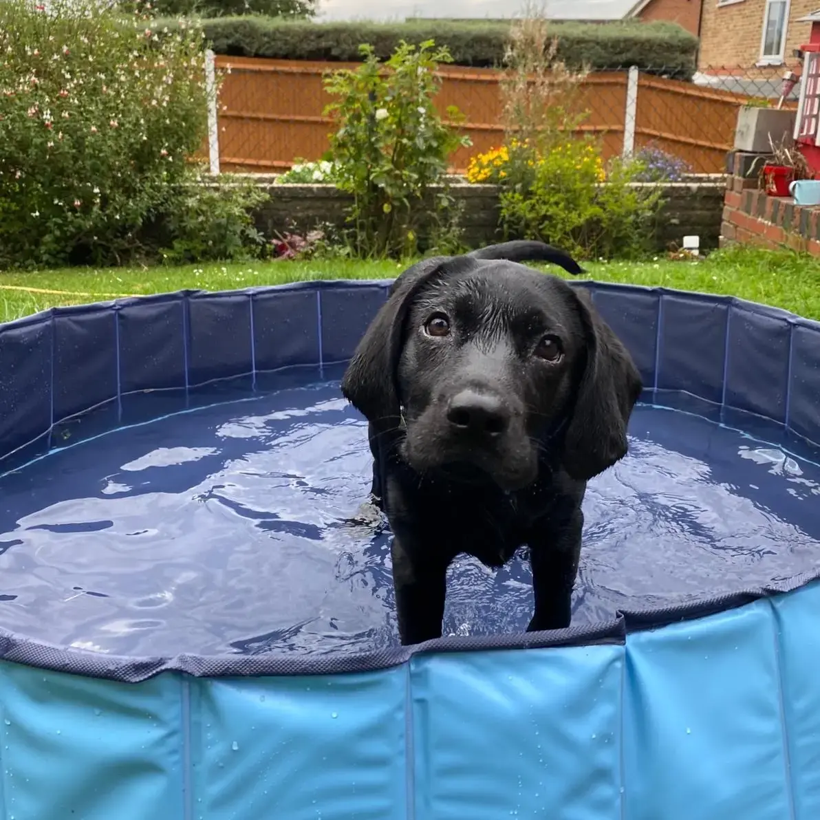Labrador Retriever
