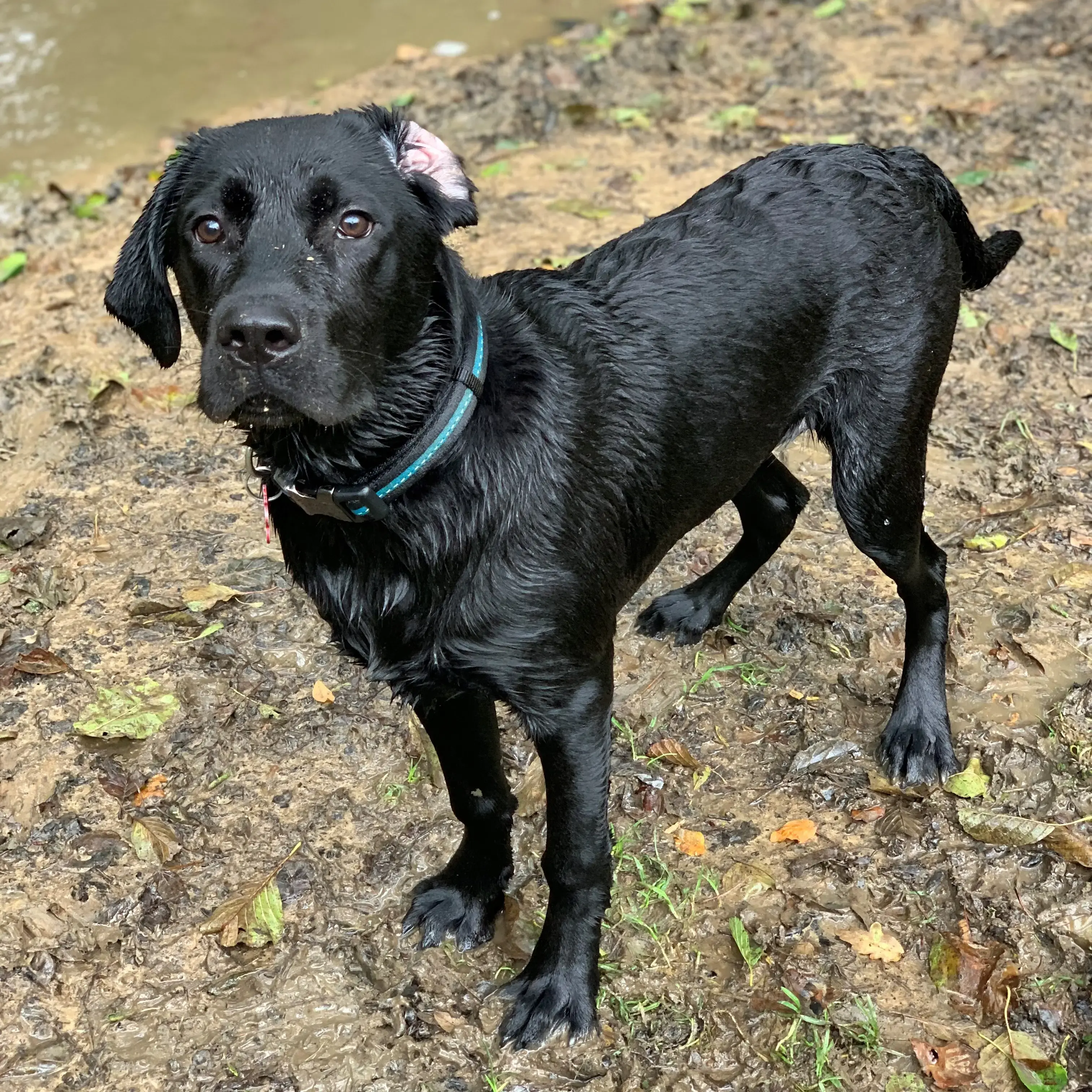 Labrador Retriever