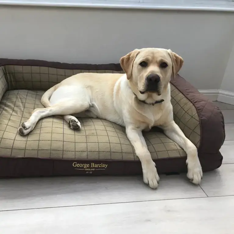 Labrador Retriever