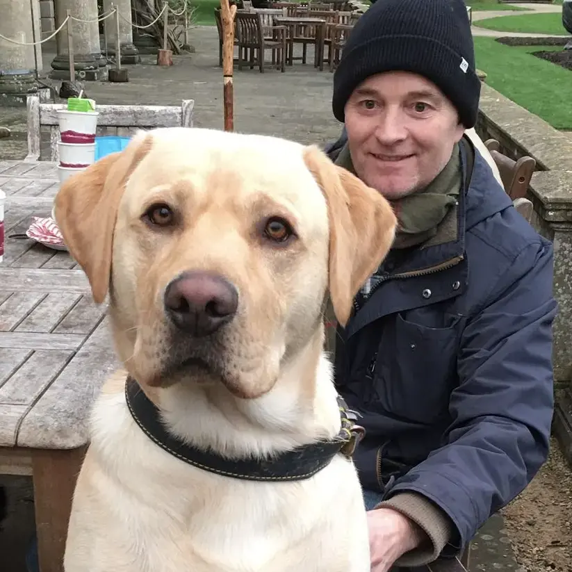 Labrador Retriever