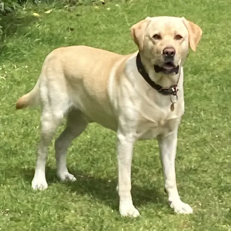 Labrador Retriever