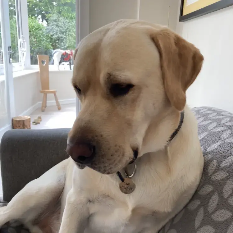 Labrador Retriever