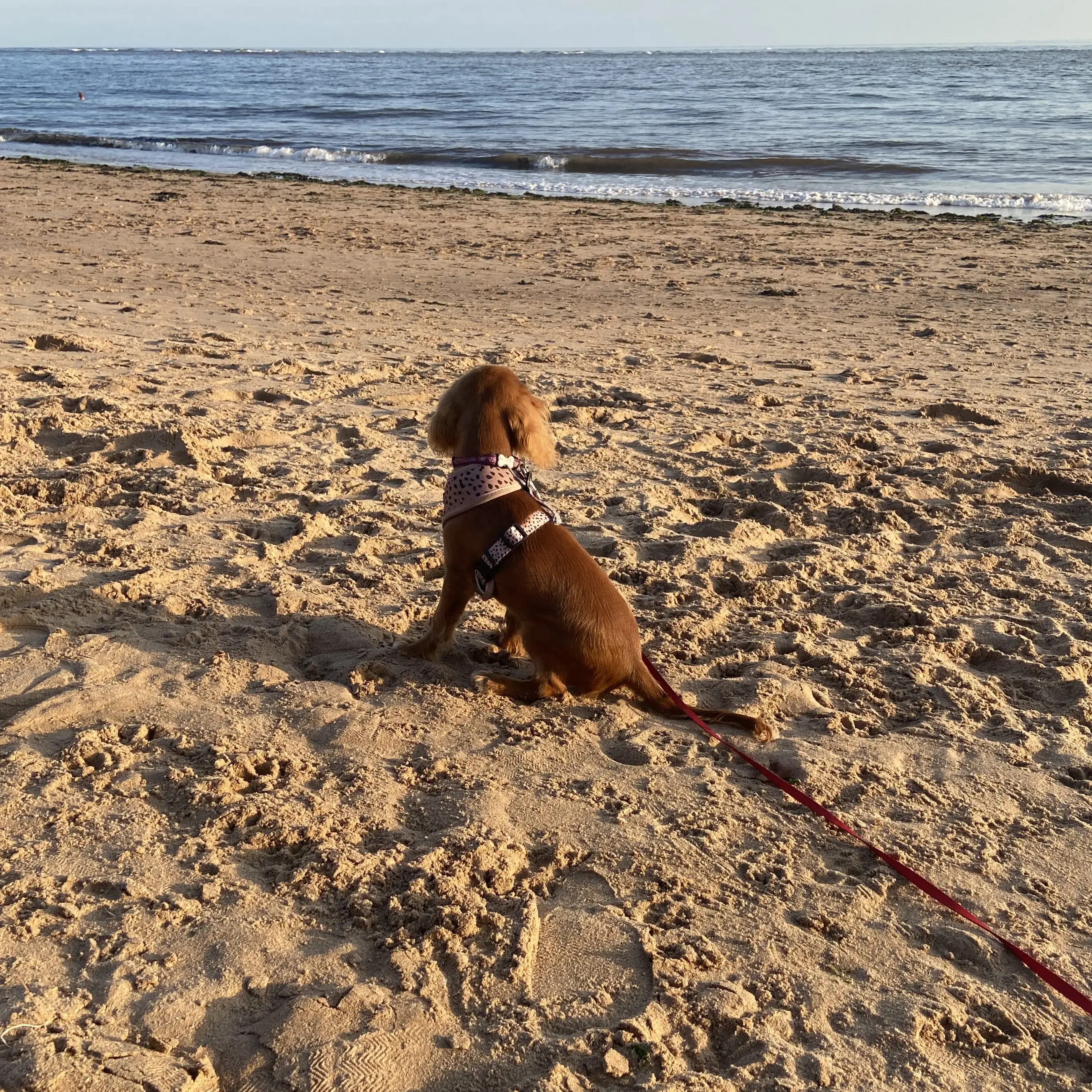 King Charles Spaniel