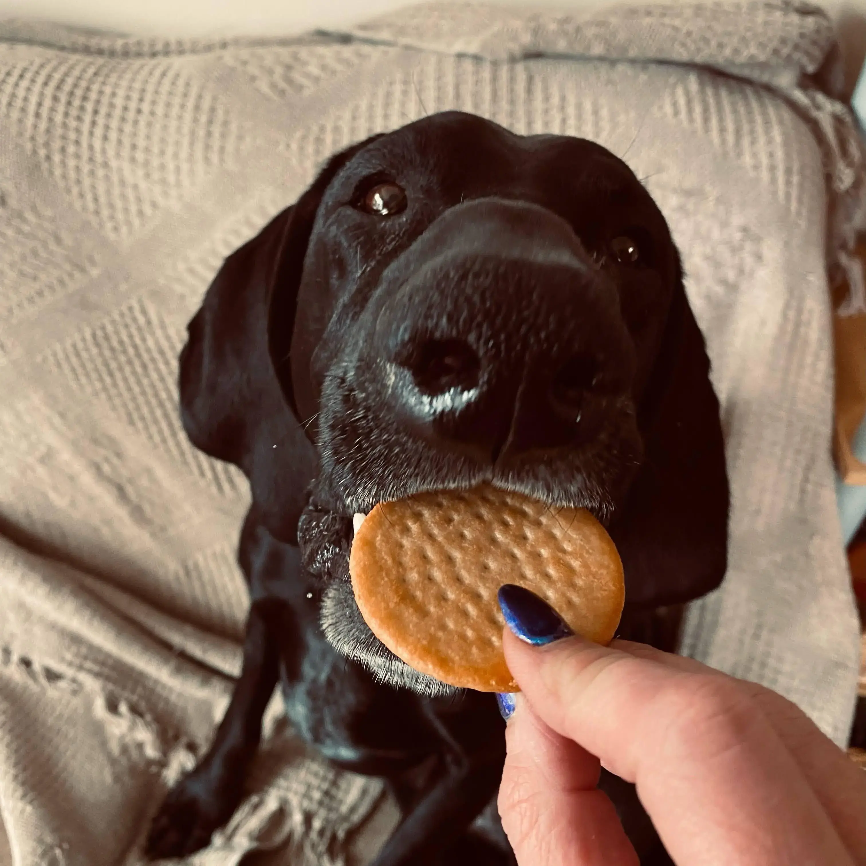 German Short-Haired Pointer