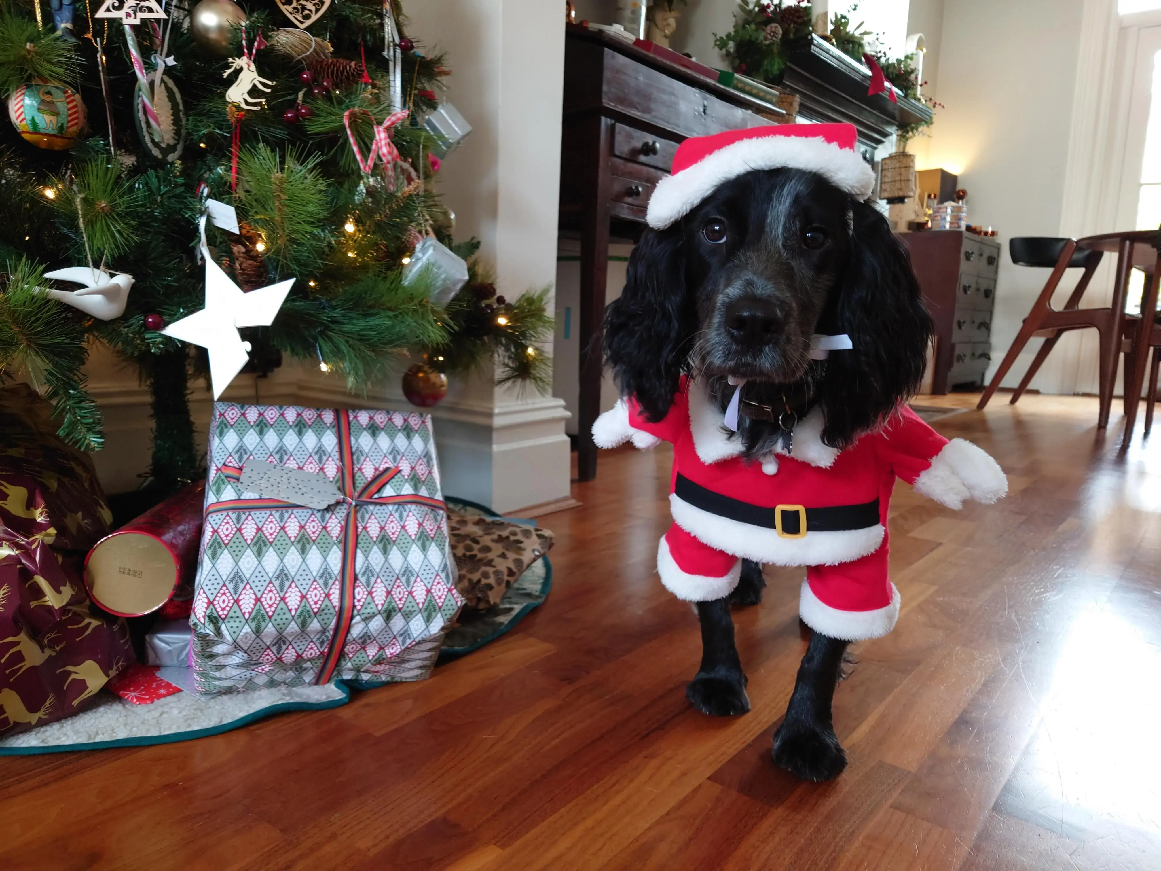 Cocker Spaniel (English)