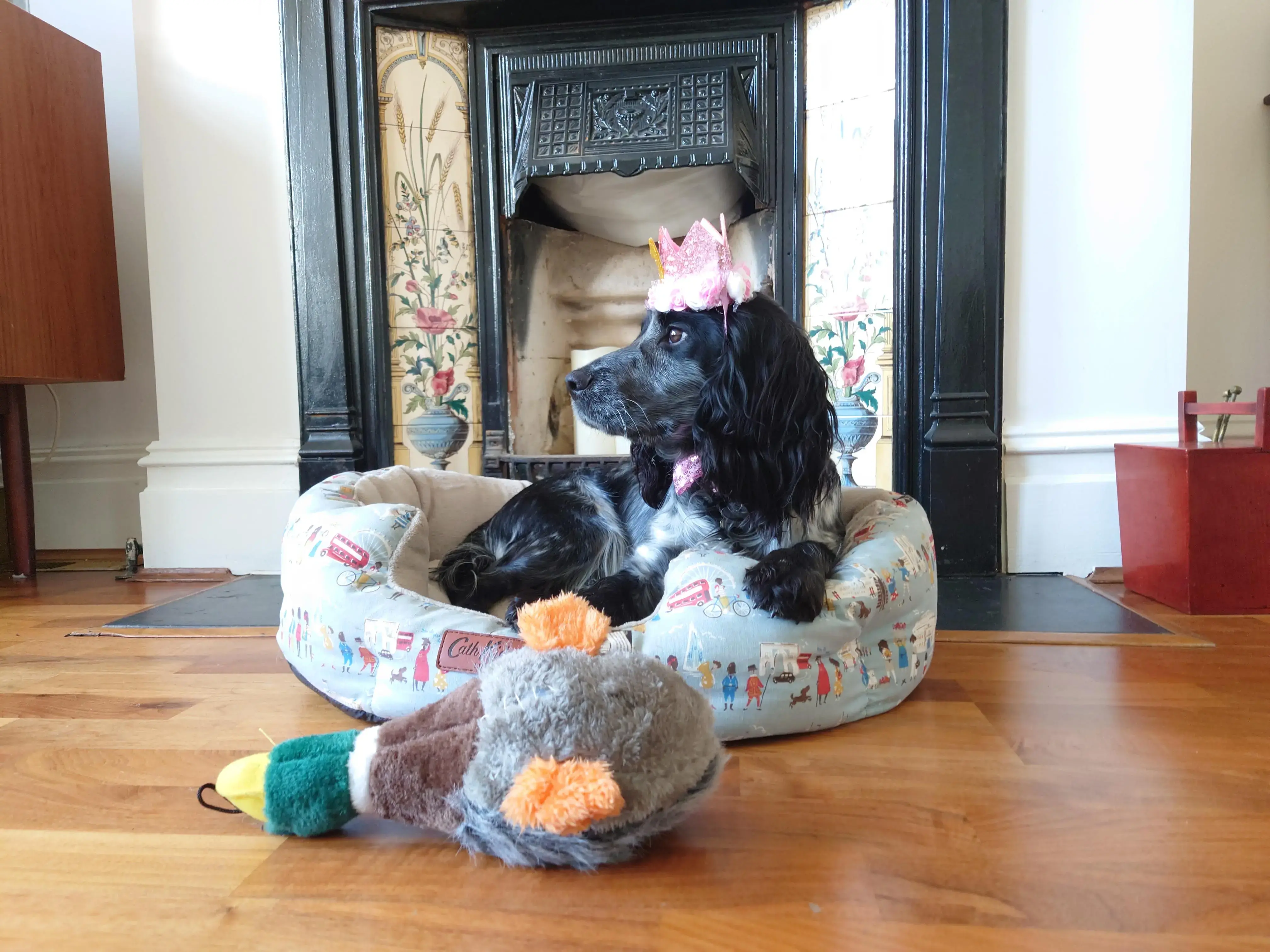 Cocker Spaniel (English)