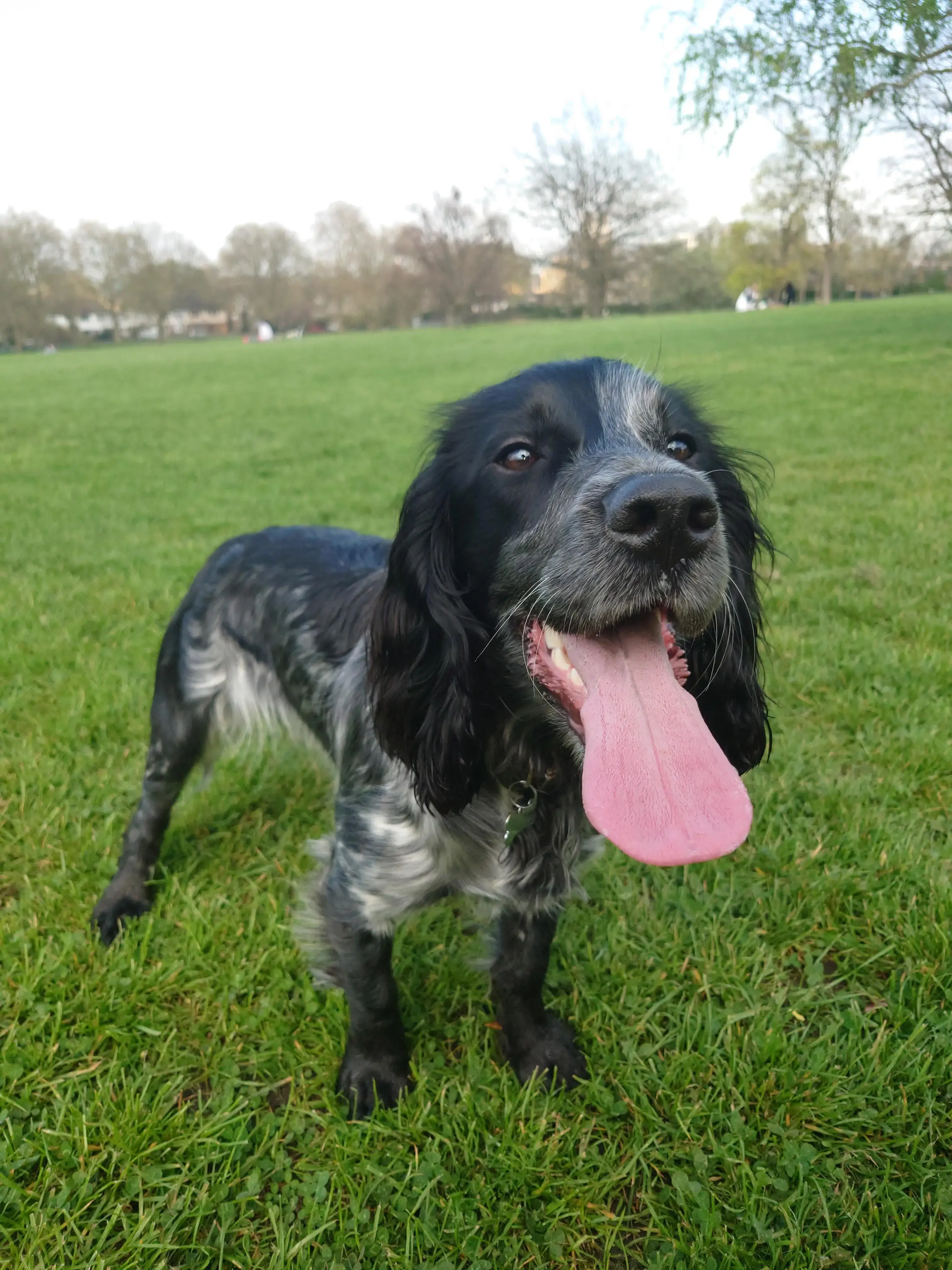 Cocker Spaniel (English)