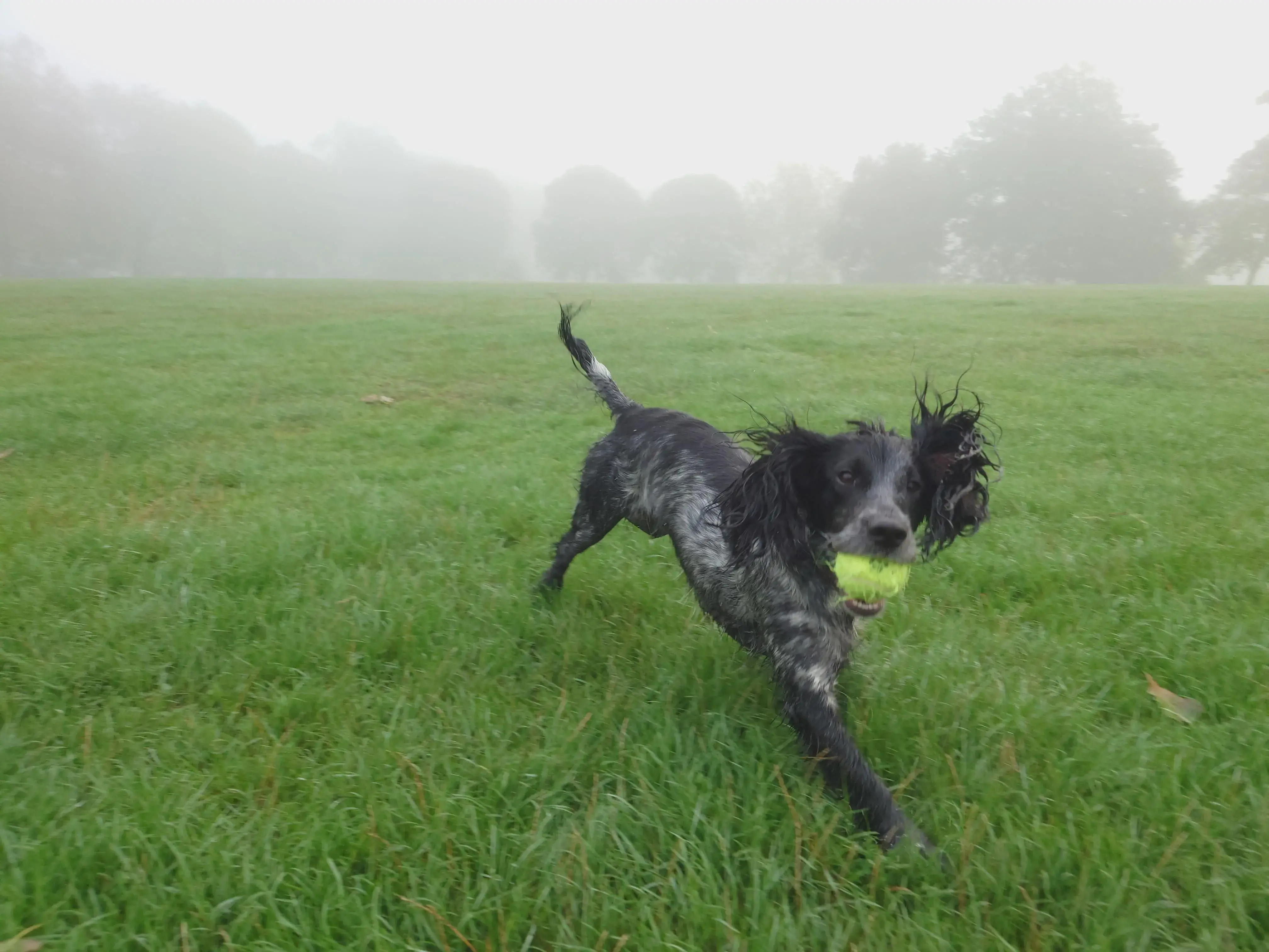 Cocker Spaniel (English)