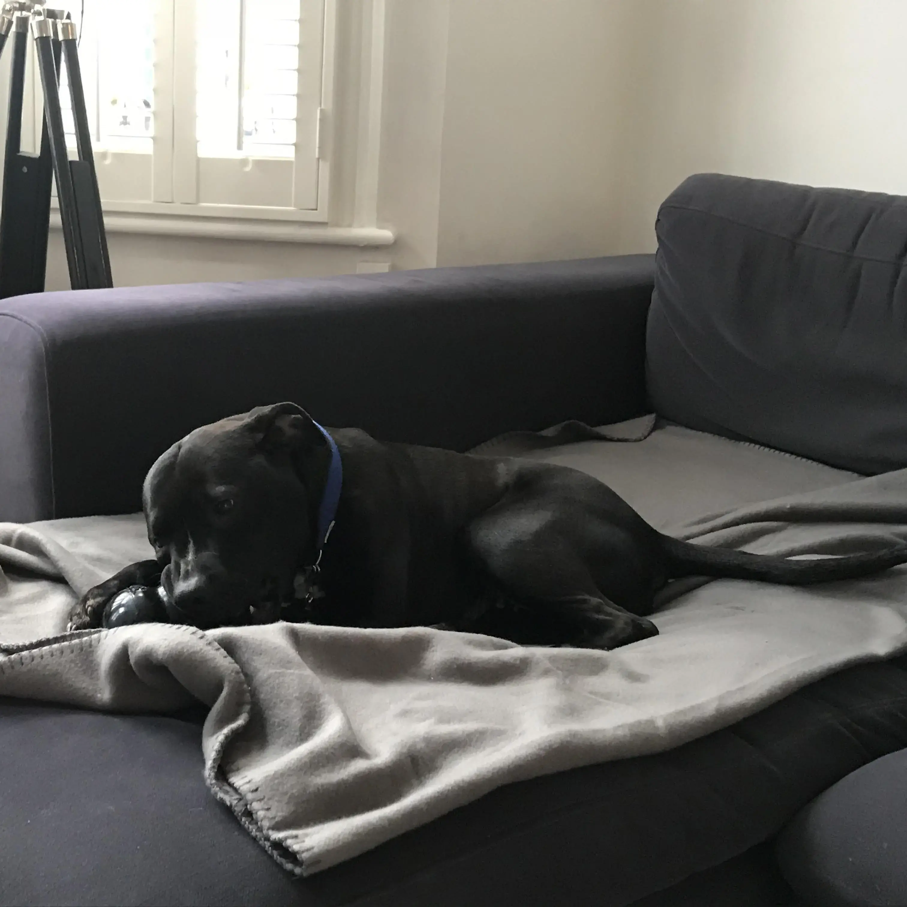 Staffordshire Bull Terrier