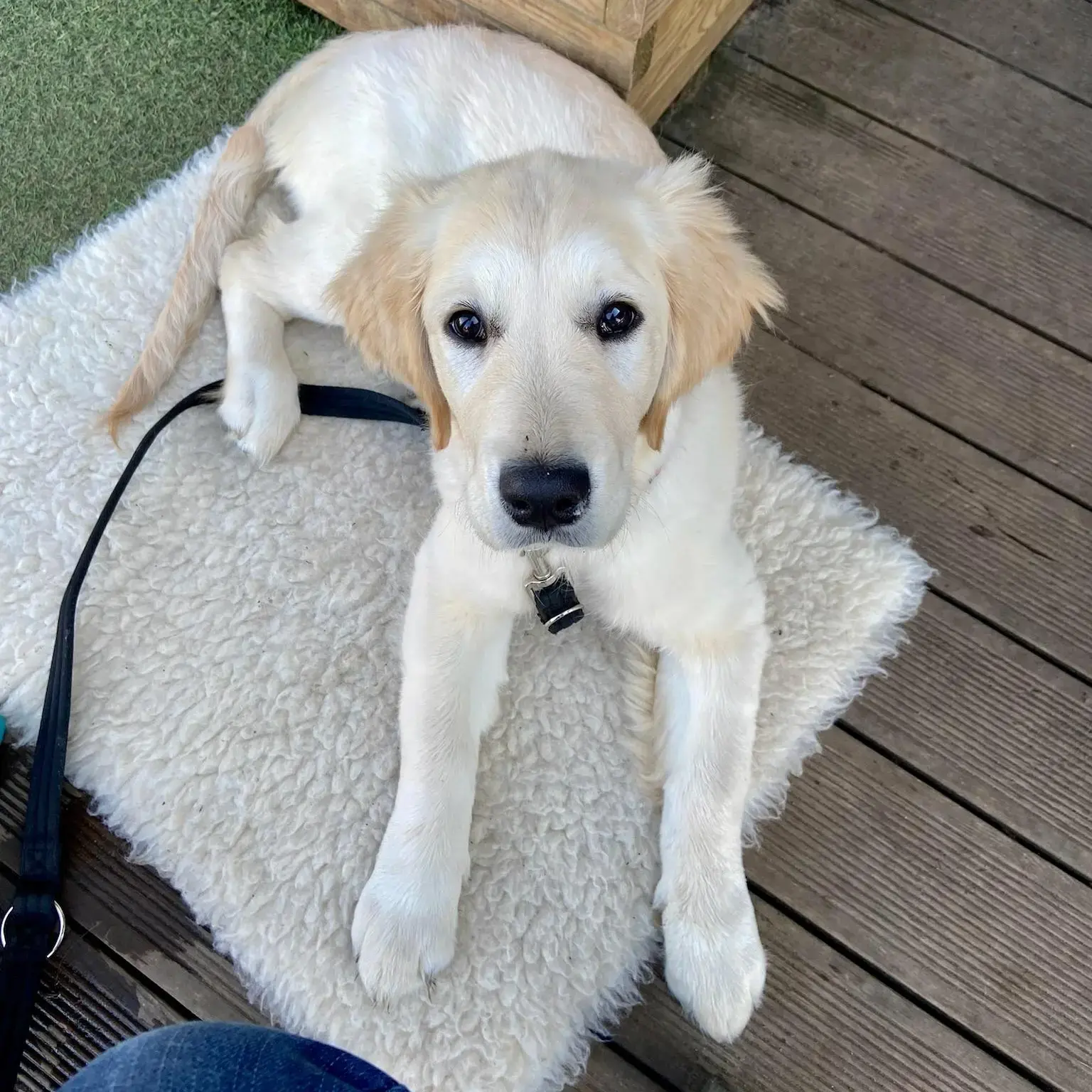 Golden Retriever