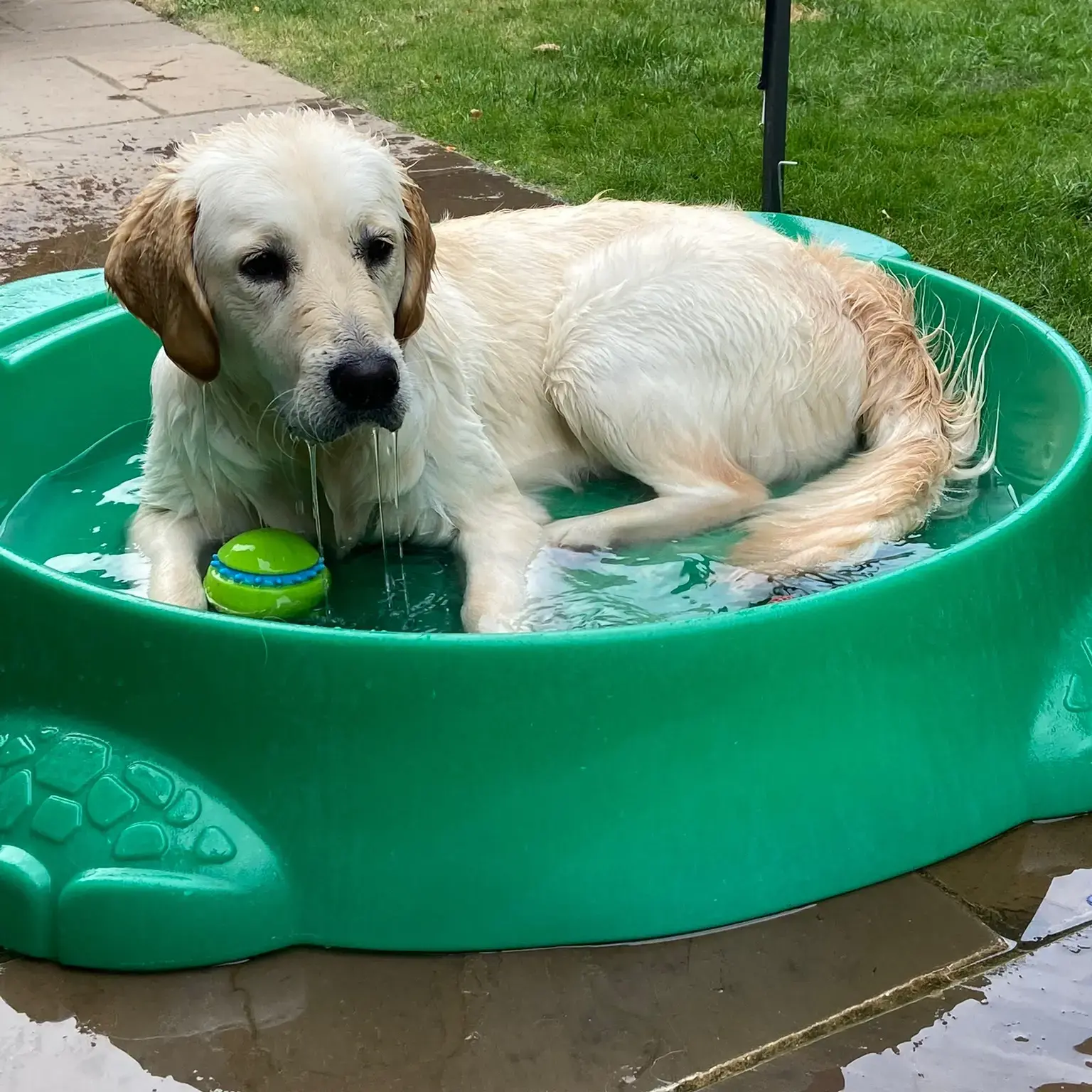 Golden Retriever