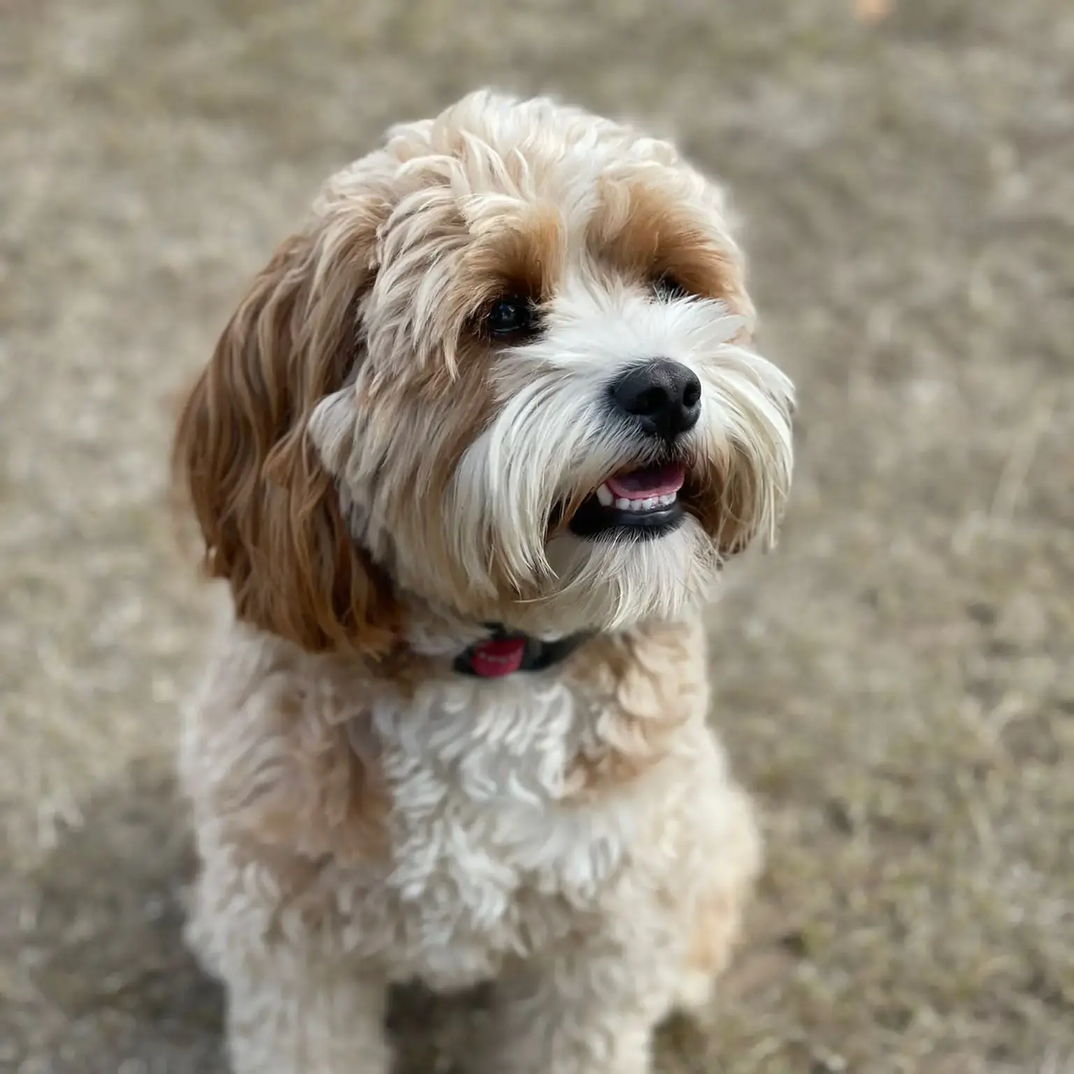 King Charles Spaniel