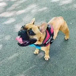French Bulldog