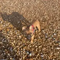 French Bulldog