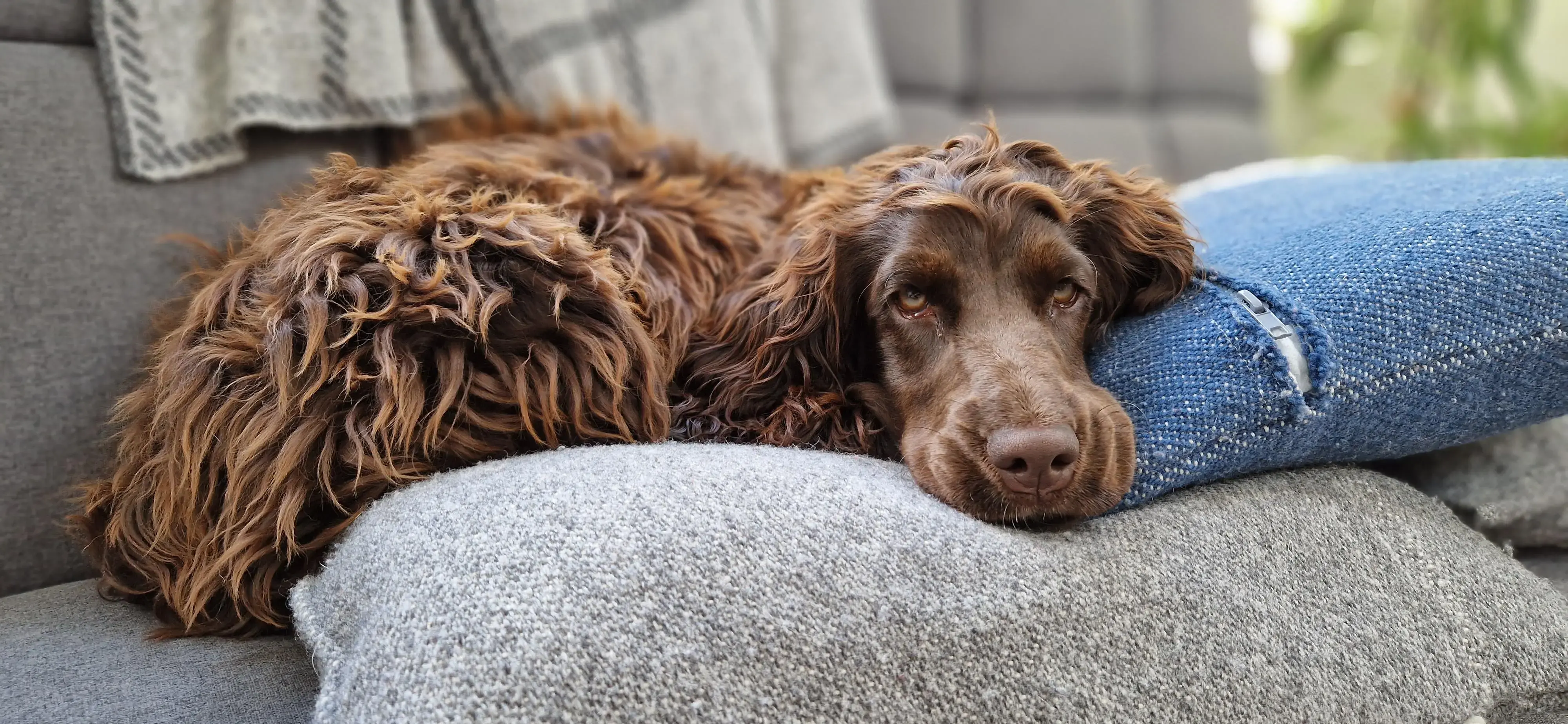 Cocker Spaniel (English)