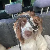 English Springer Spaniel
