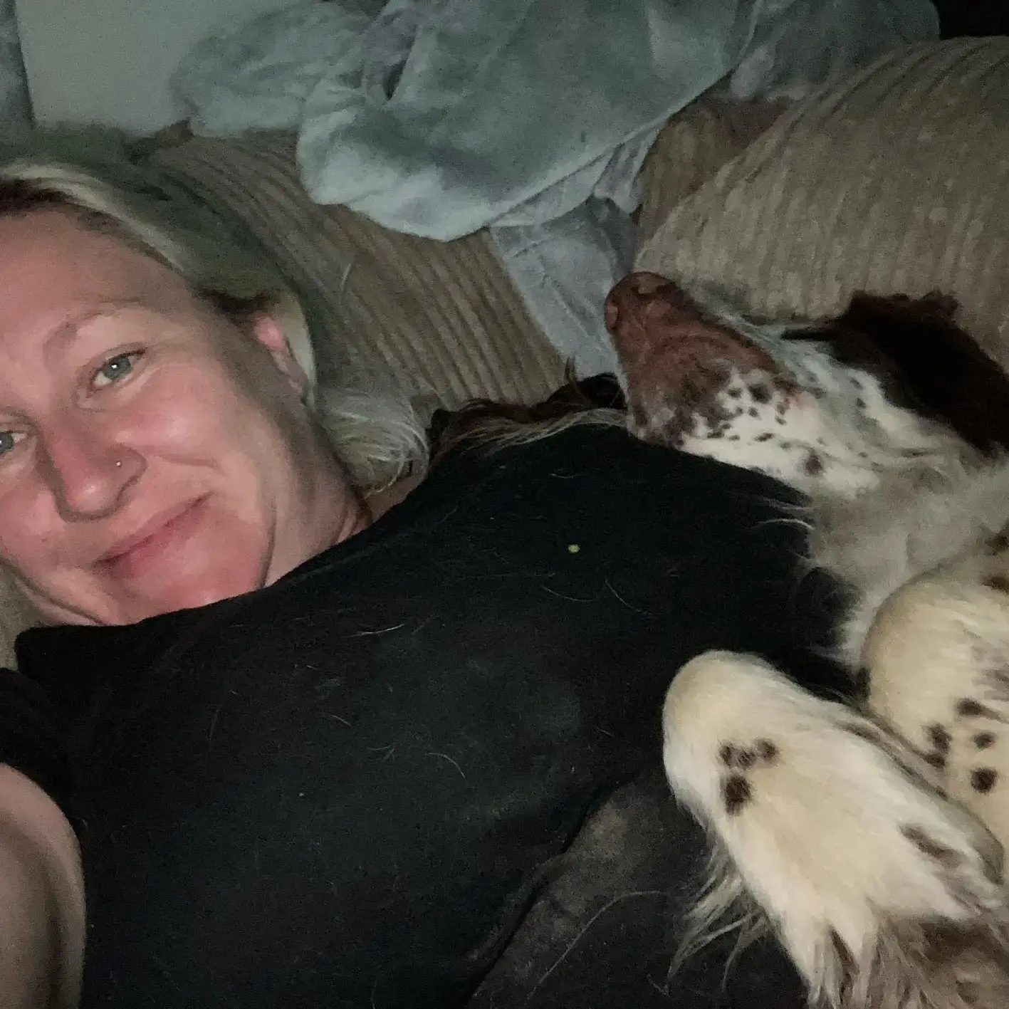 English Springer Spaniel