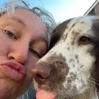 English Springer Spaniel