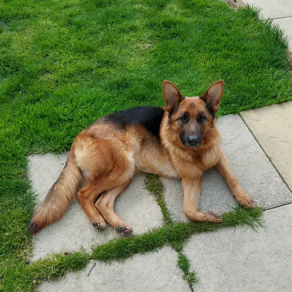 German Shepherd Dog