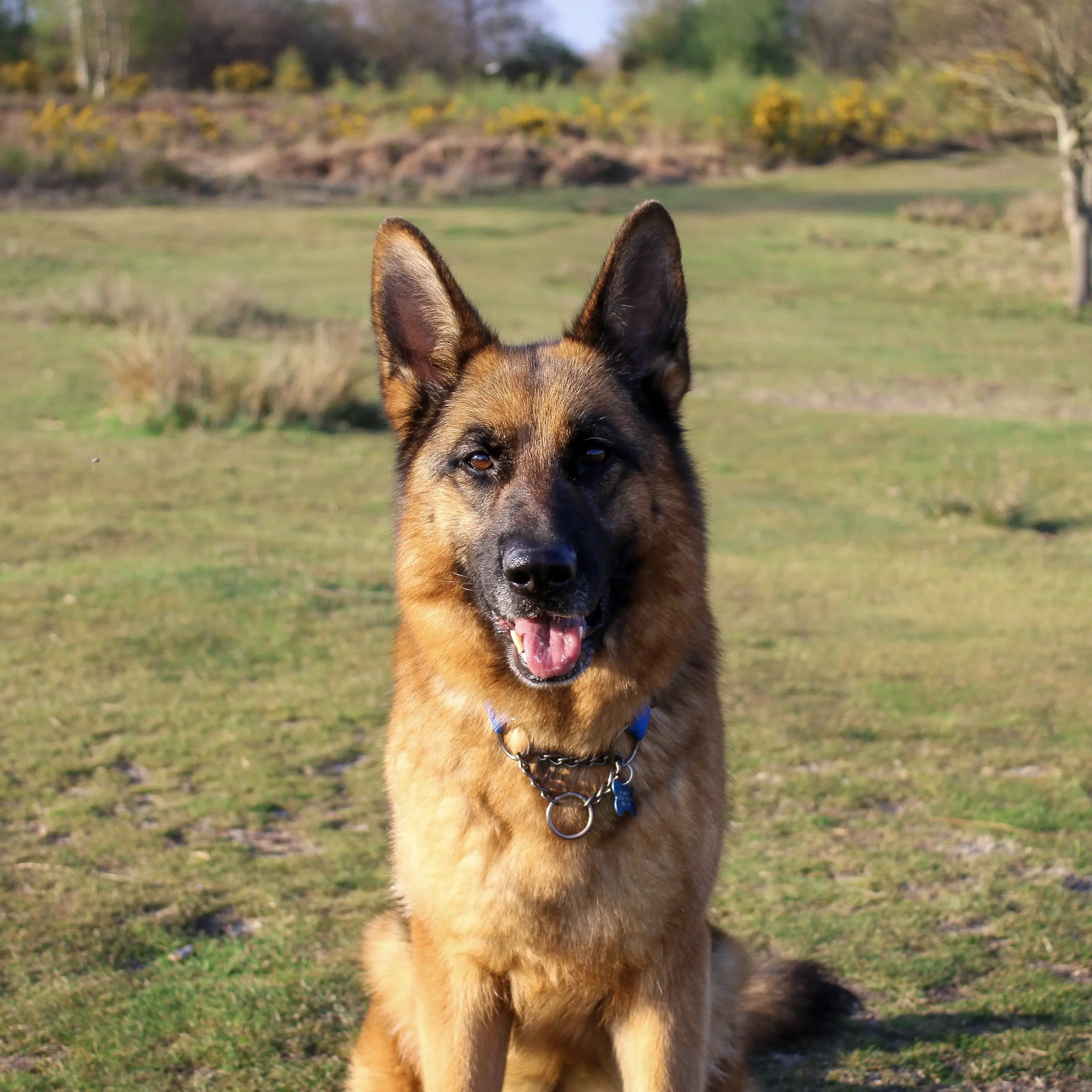 German Shepherd Dog