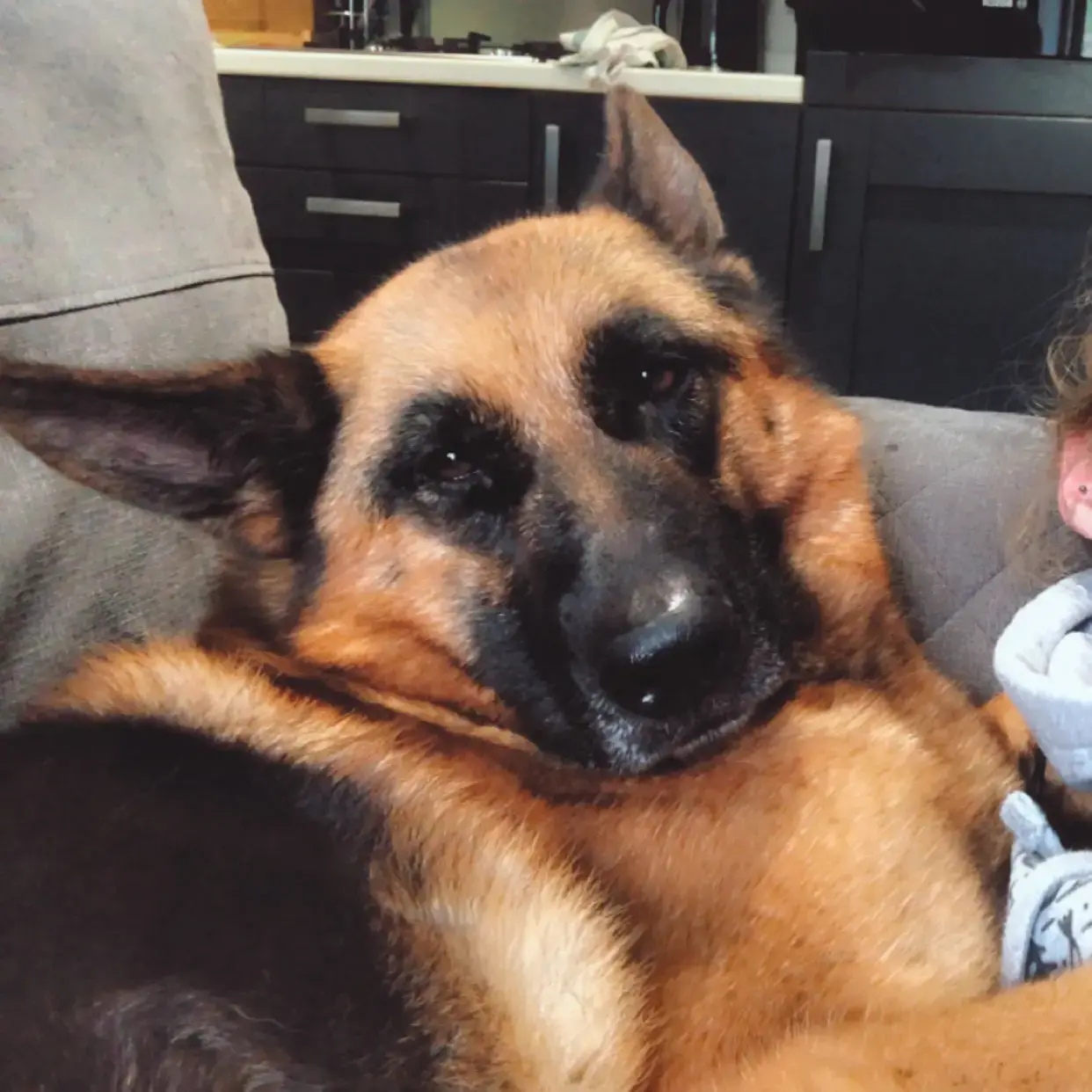 German Shepherd Dog